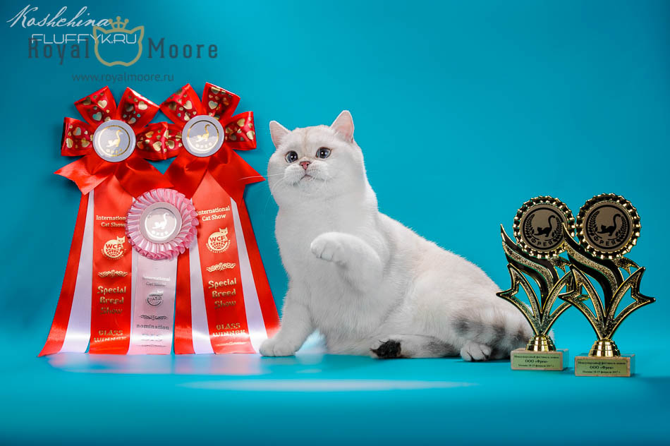 pitomnik-royal-moore-britanskaya-koshka-kupit-kotenka