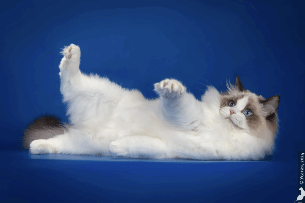 pitomnik-soft-toys-ragdoll-kupit-kotenka