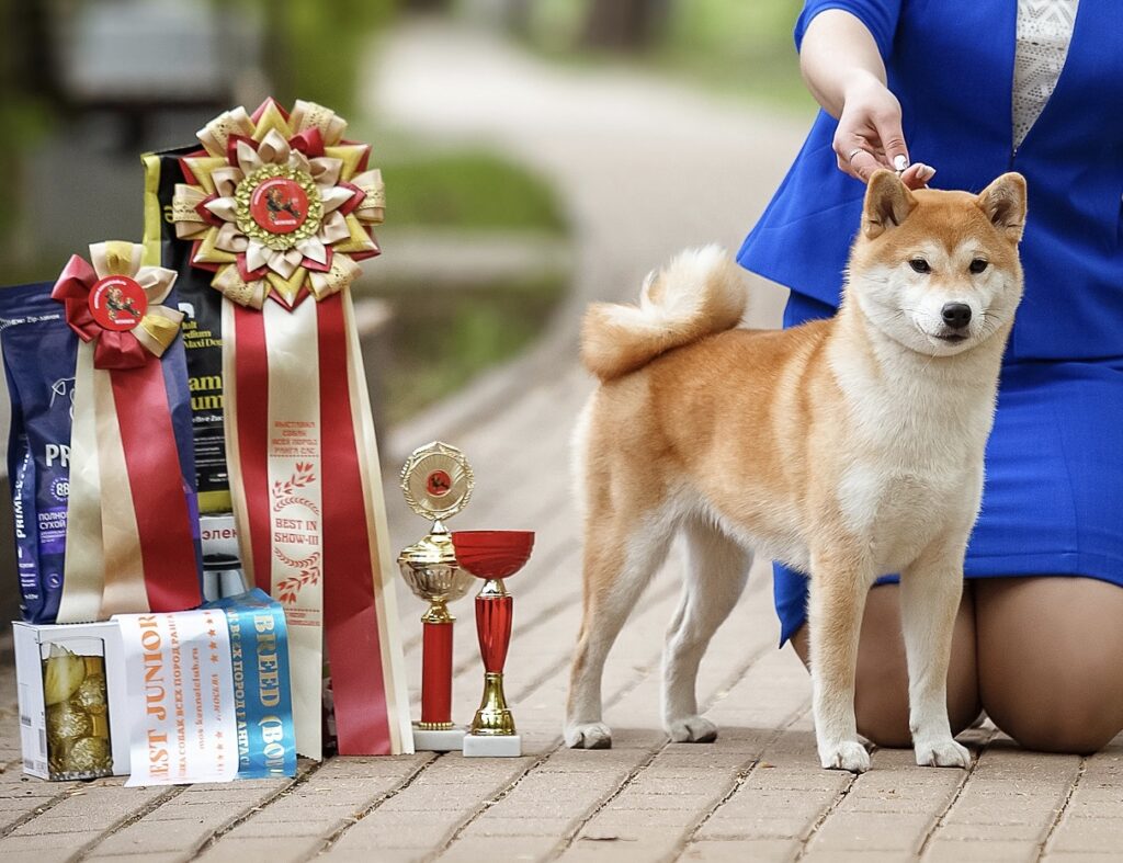 pitomnik-tadaima-shiba-inu-shenki-nedorogo
