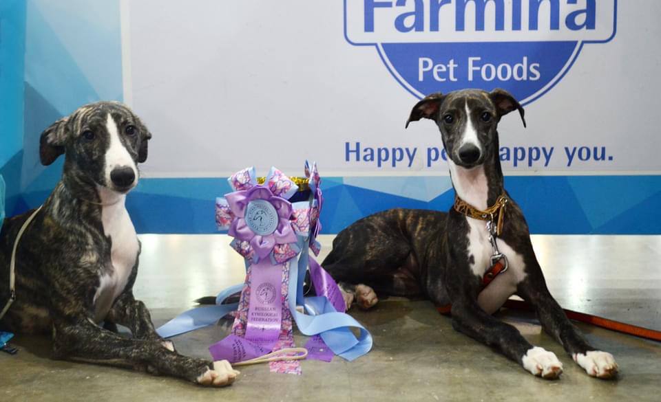 pitomnik-whippet-iz-sagi-kupit-shenka