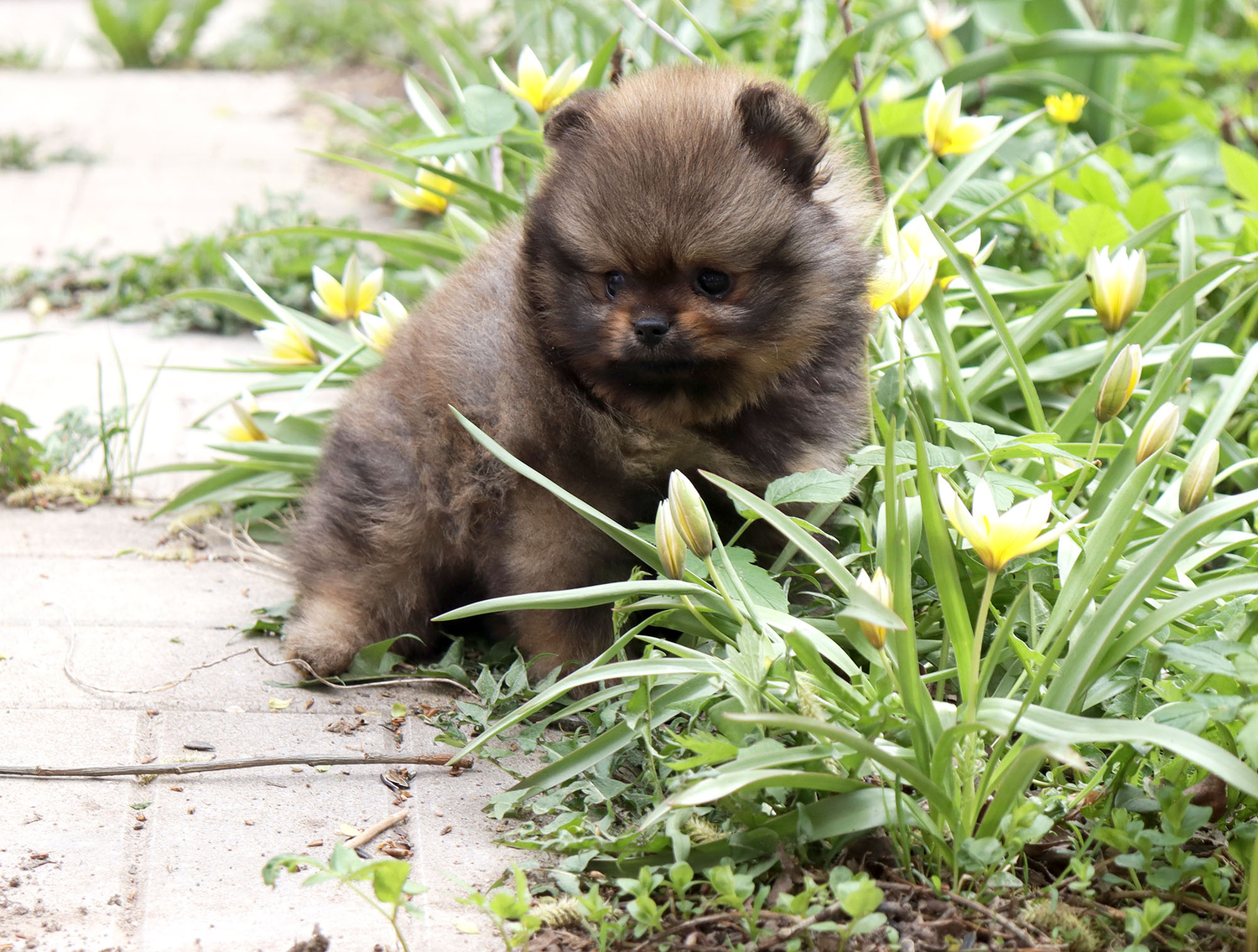 pomeranskiy-shpits-mini-kupit-shenka