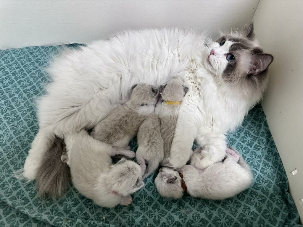 ragdoll-kupit-porodistogo-kotenka