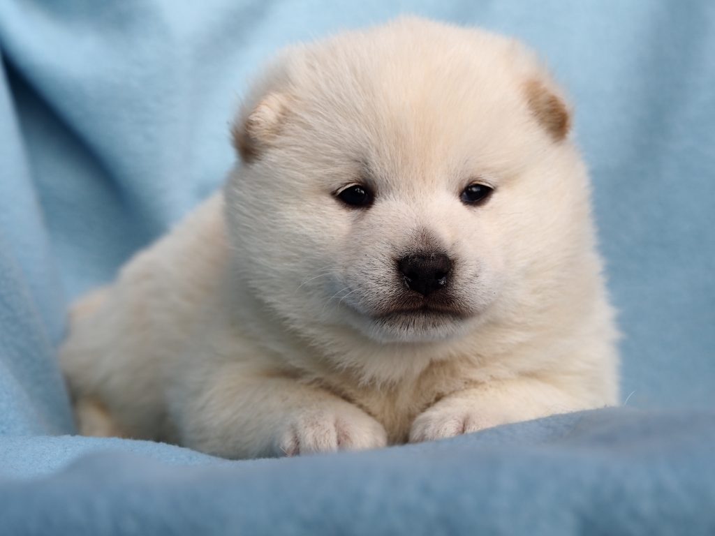 shiba-inu-kupit-nedorogo