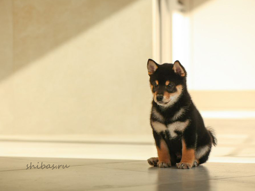 shiba-inu-kupit-shenka-2025