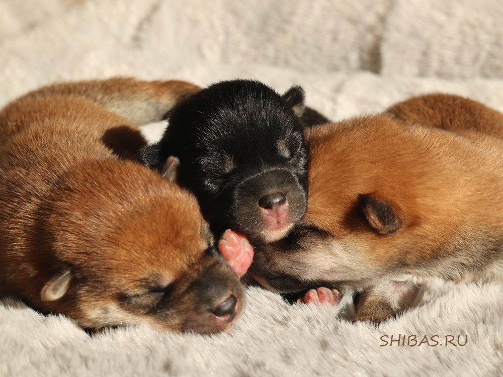 shiba-inu-kupit-shenka-gde