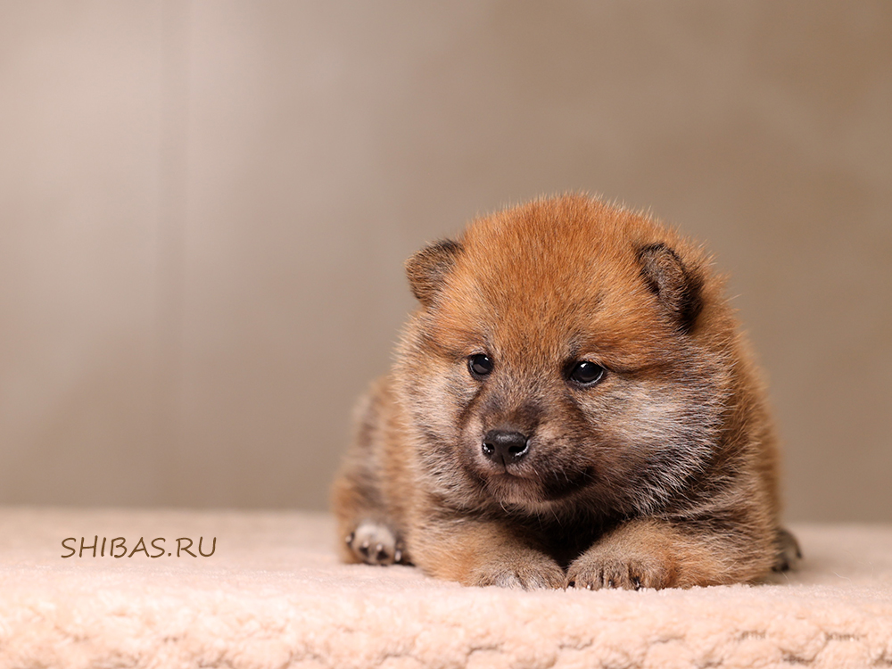 shiba-inu-kupit-shenka