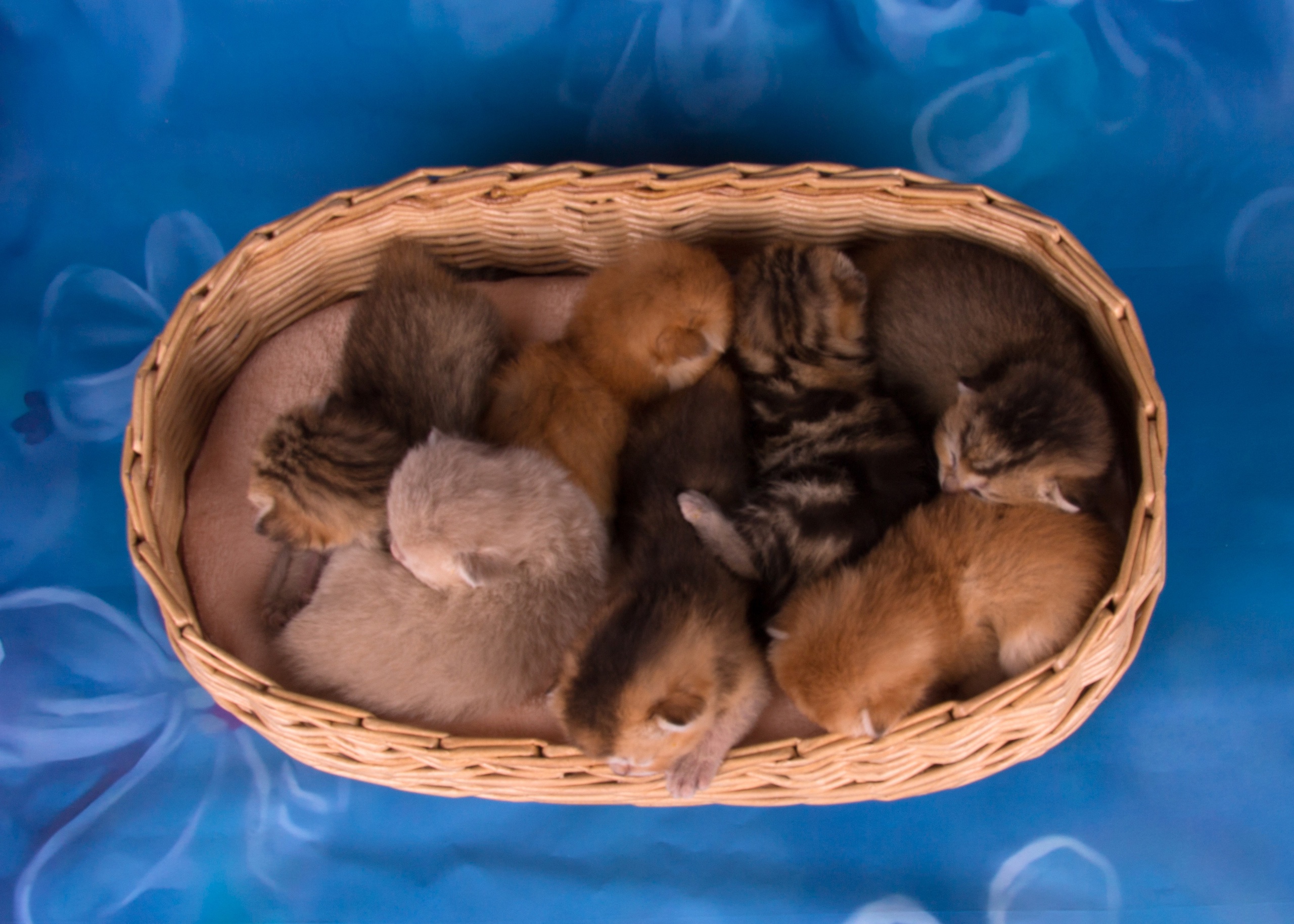 shotlandskaya-koshka-kupit-kotenka