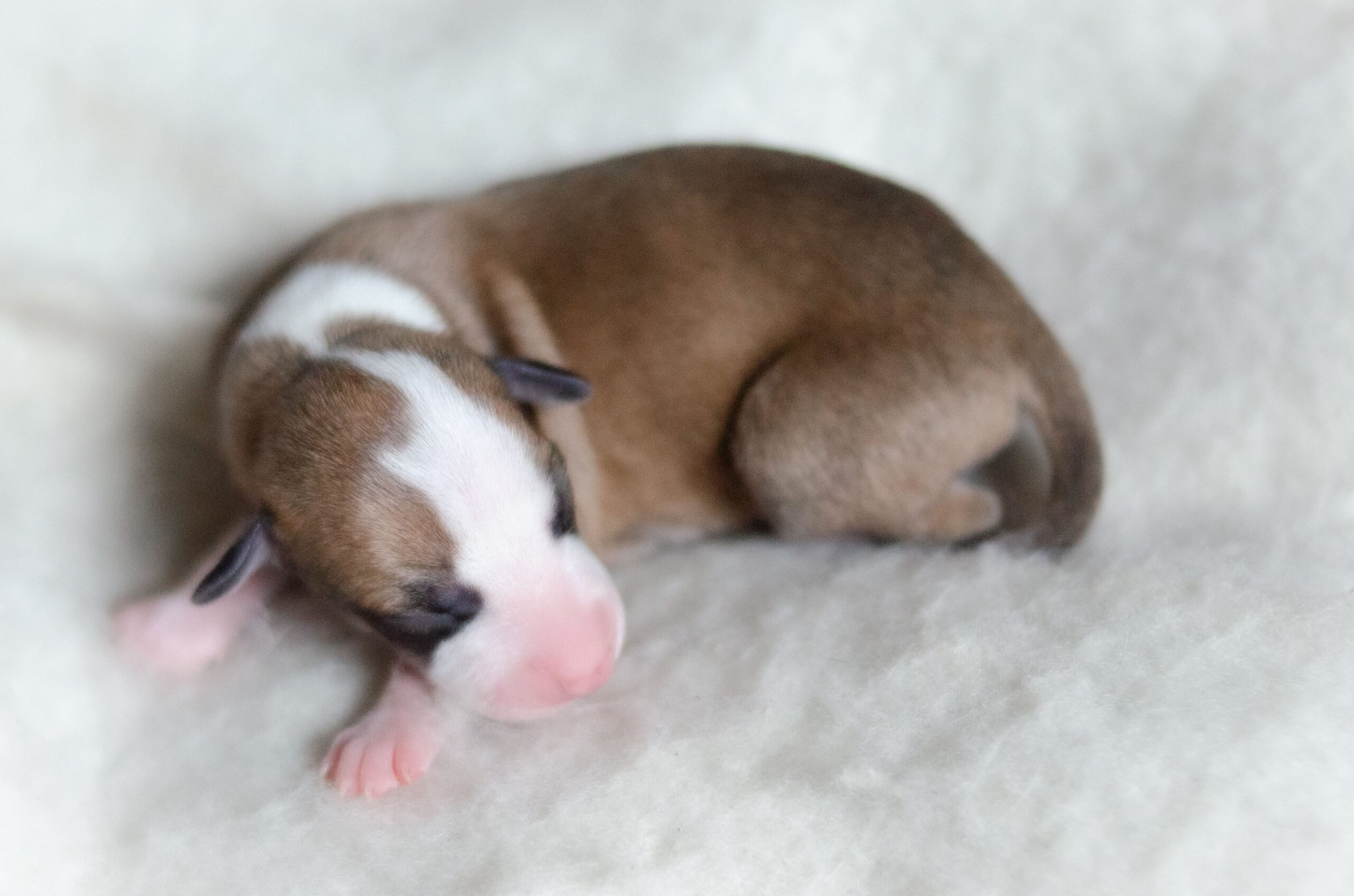 whippet-kupit-shenka-nedorogo