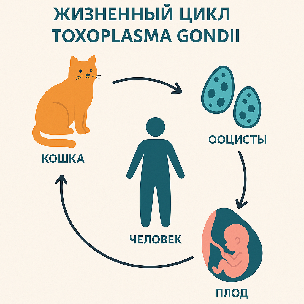 zhiznennyi-tsikl-toksoplazmy-gondii