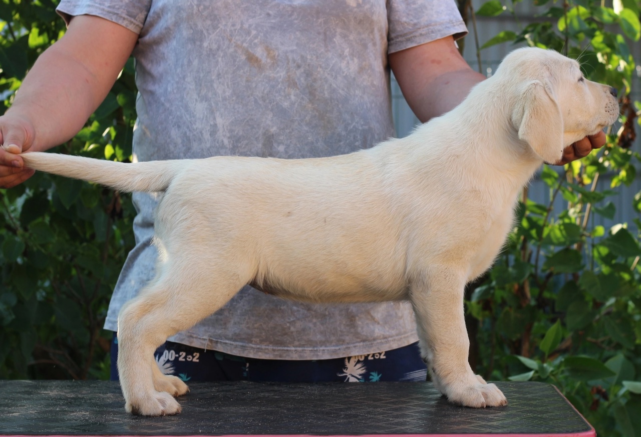iz-doma-romana-pitomnik-labradorov-objavlenie-o-prodage-shhenka