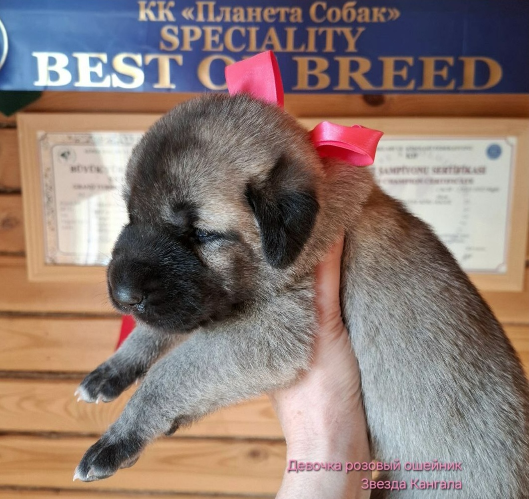 kangal-kupit-shenka