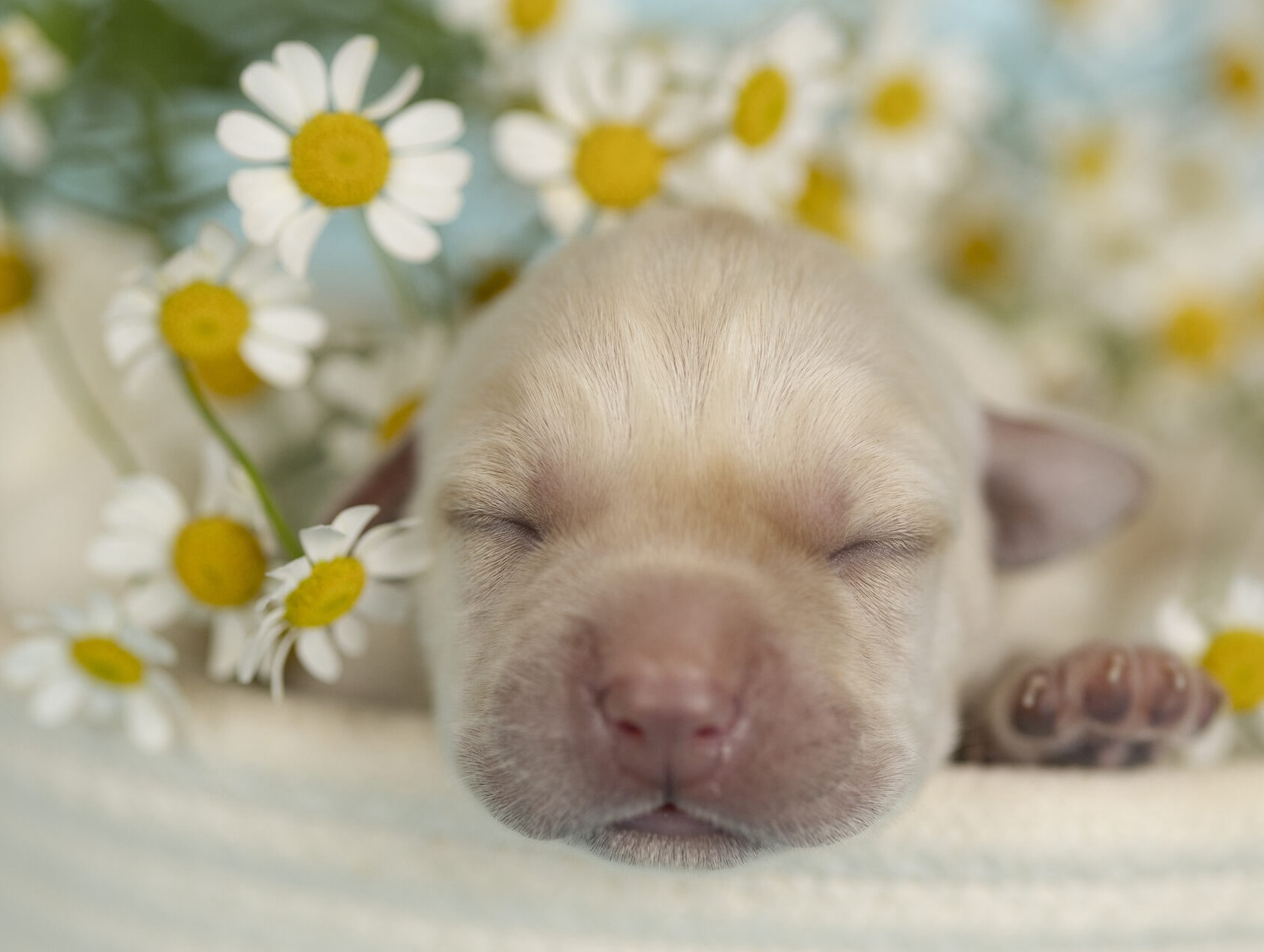 labrador-retriver-kupit-shenka