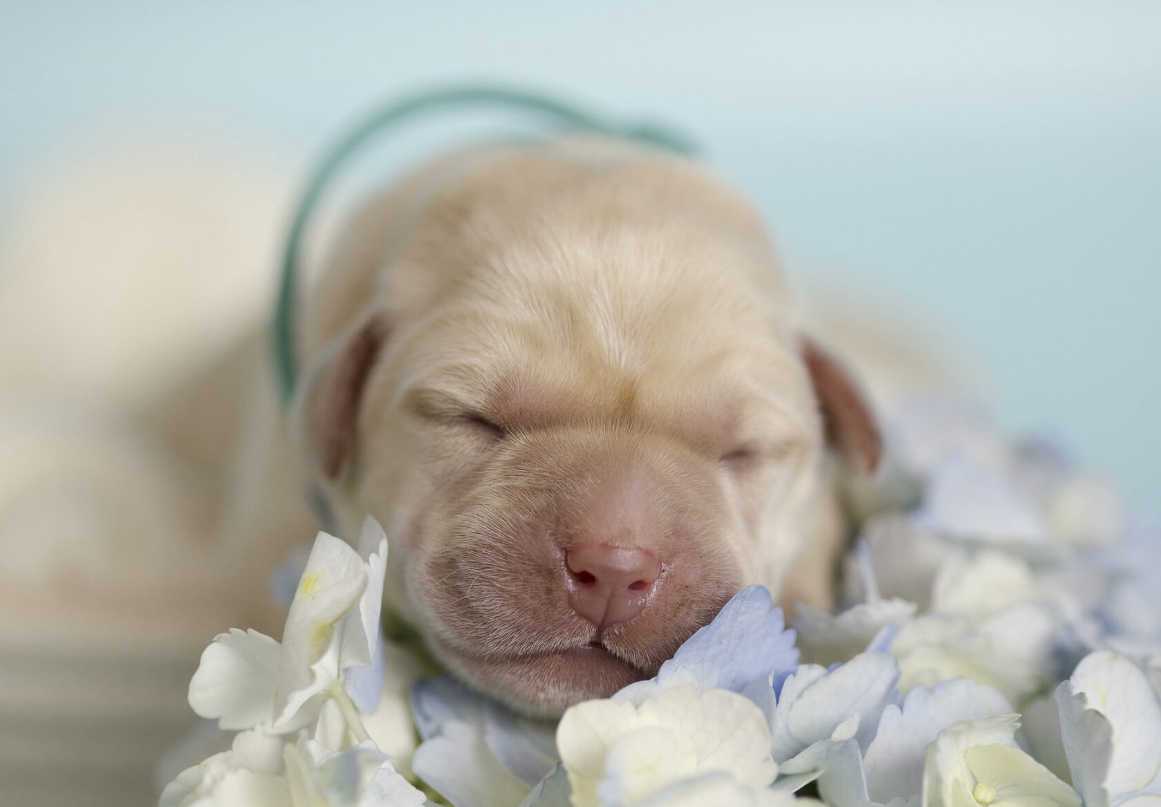 labrador-retriver-kupit