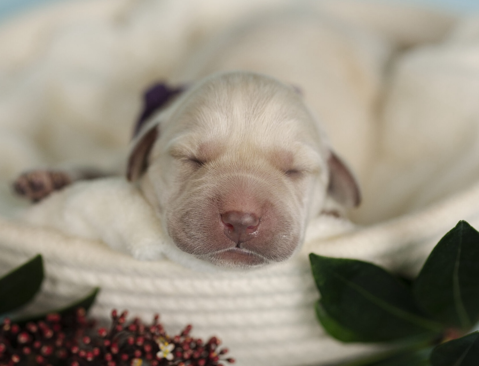 labrador-retriver-objavlenie-o-prodazhe
