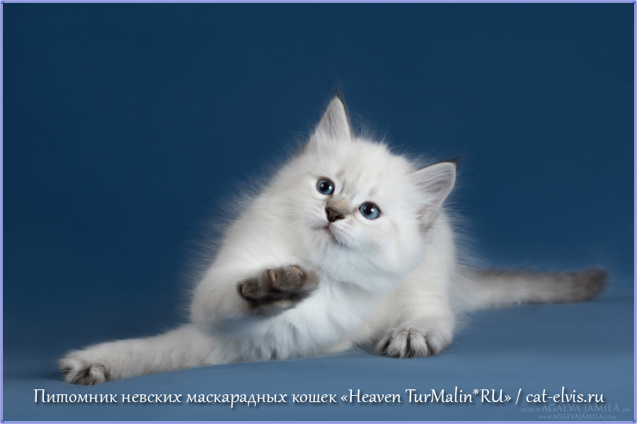 nevskaya-maskaradnaya-koshka-prodazha