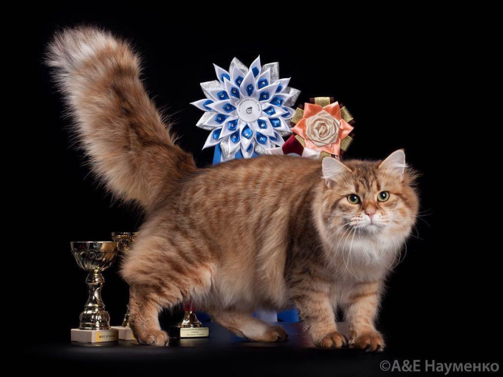 pitomnik-goldenmascots-sibirskaya-koshka-kupit-kotenka