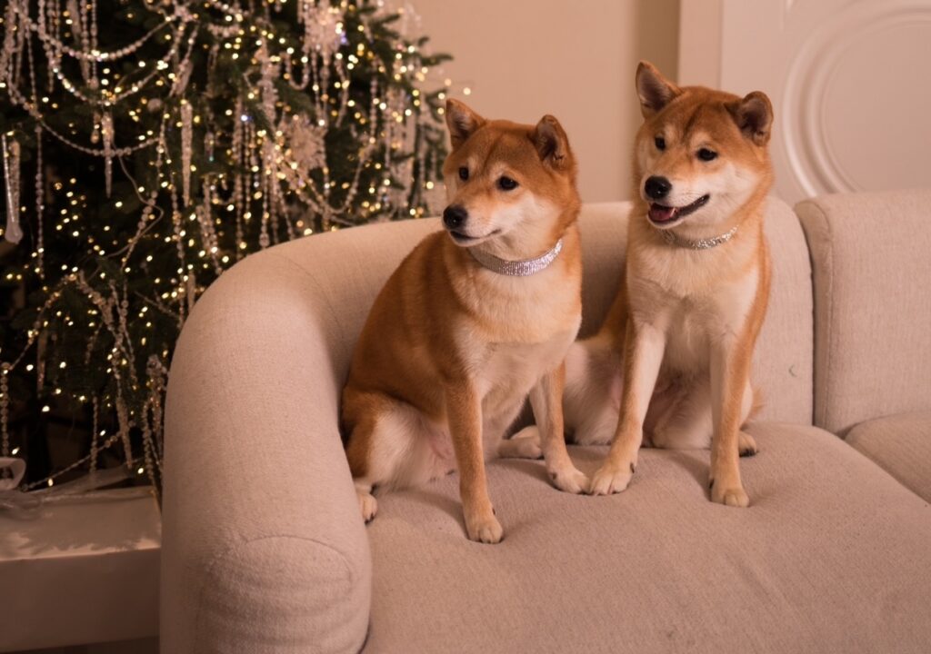 pitomnik-greenshik-siba-inu-kupit-shenka