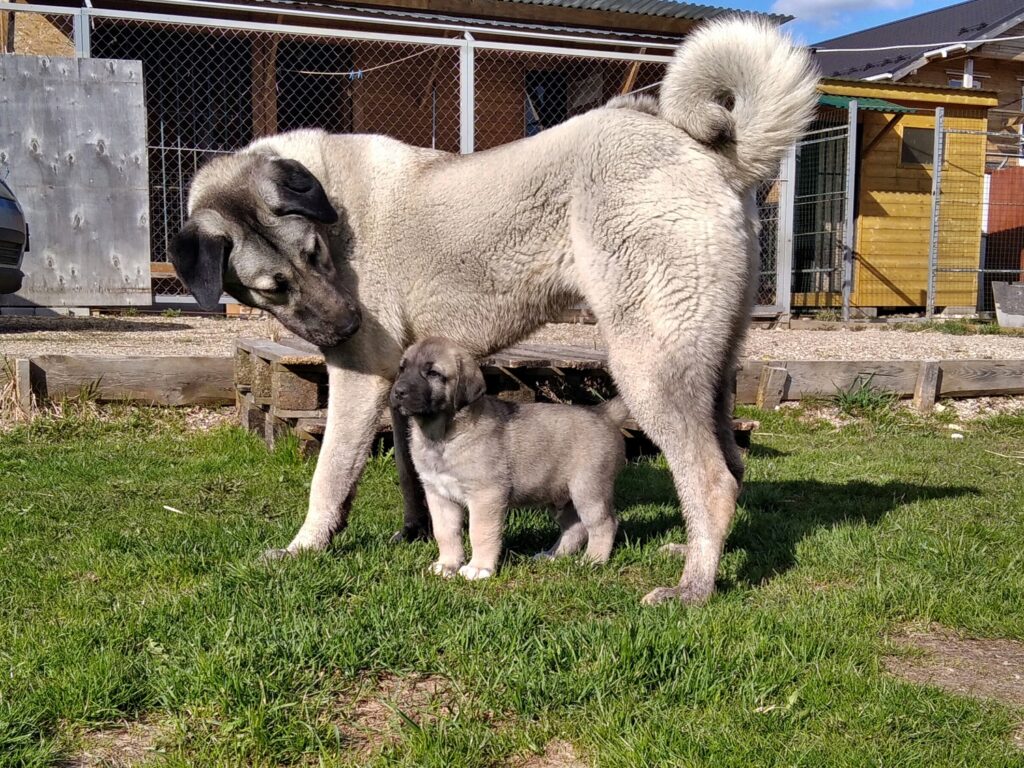 pitomnik-kangalstar-kangal-kupit-sobaku