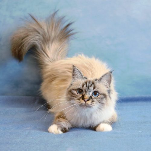 pitomnik-legenda-vostoka-birmanskaya-koshka-kupit-kotenka