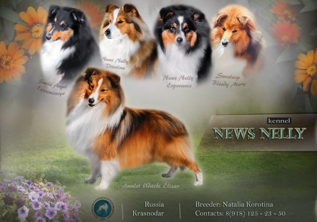 pitomnik-news-nelly-shelti-sobaka-kupit