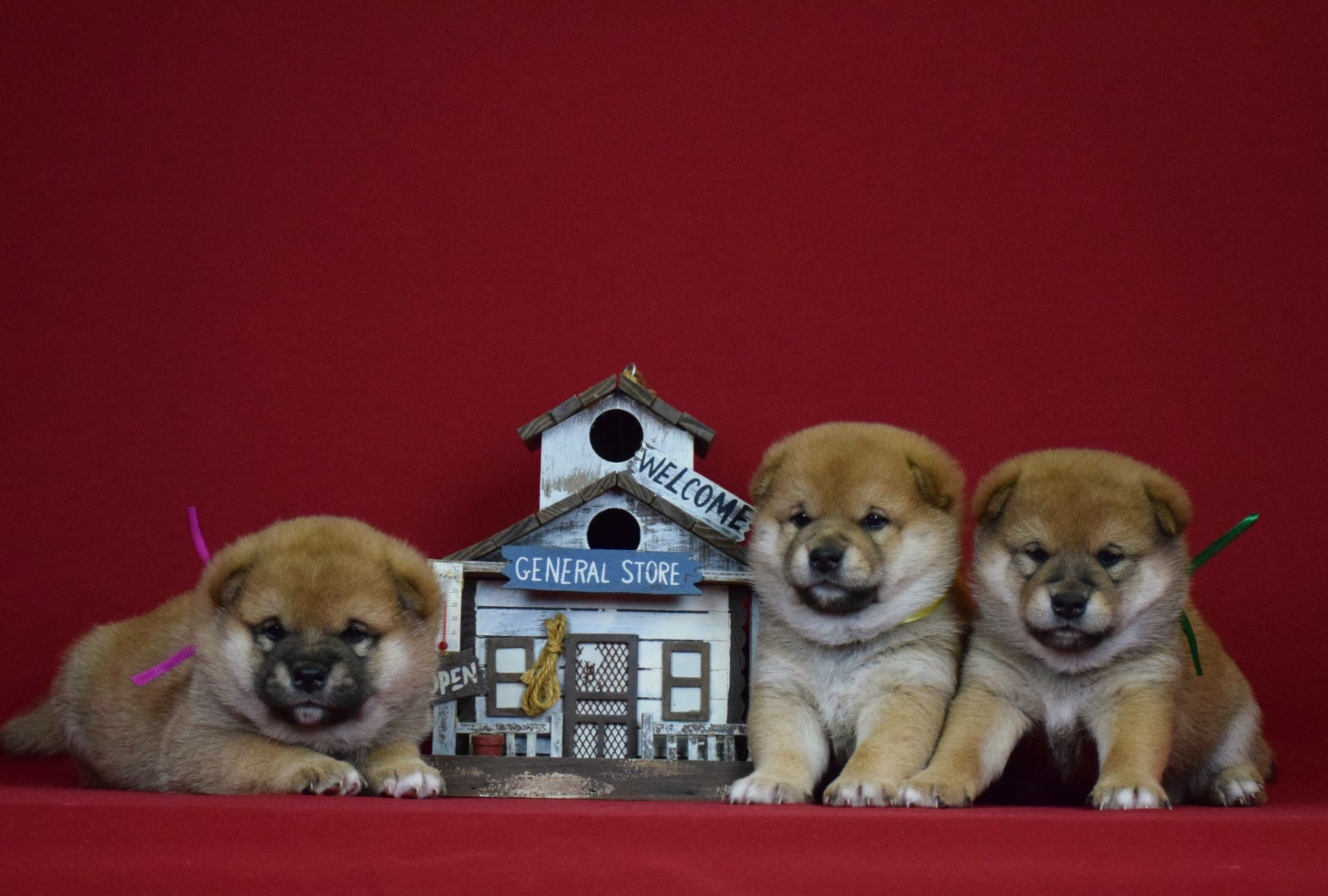 shiba-inu-kupit-porodistogo-shenka