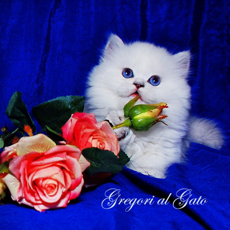DSC_2178 – копия