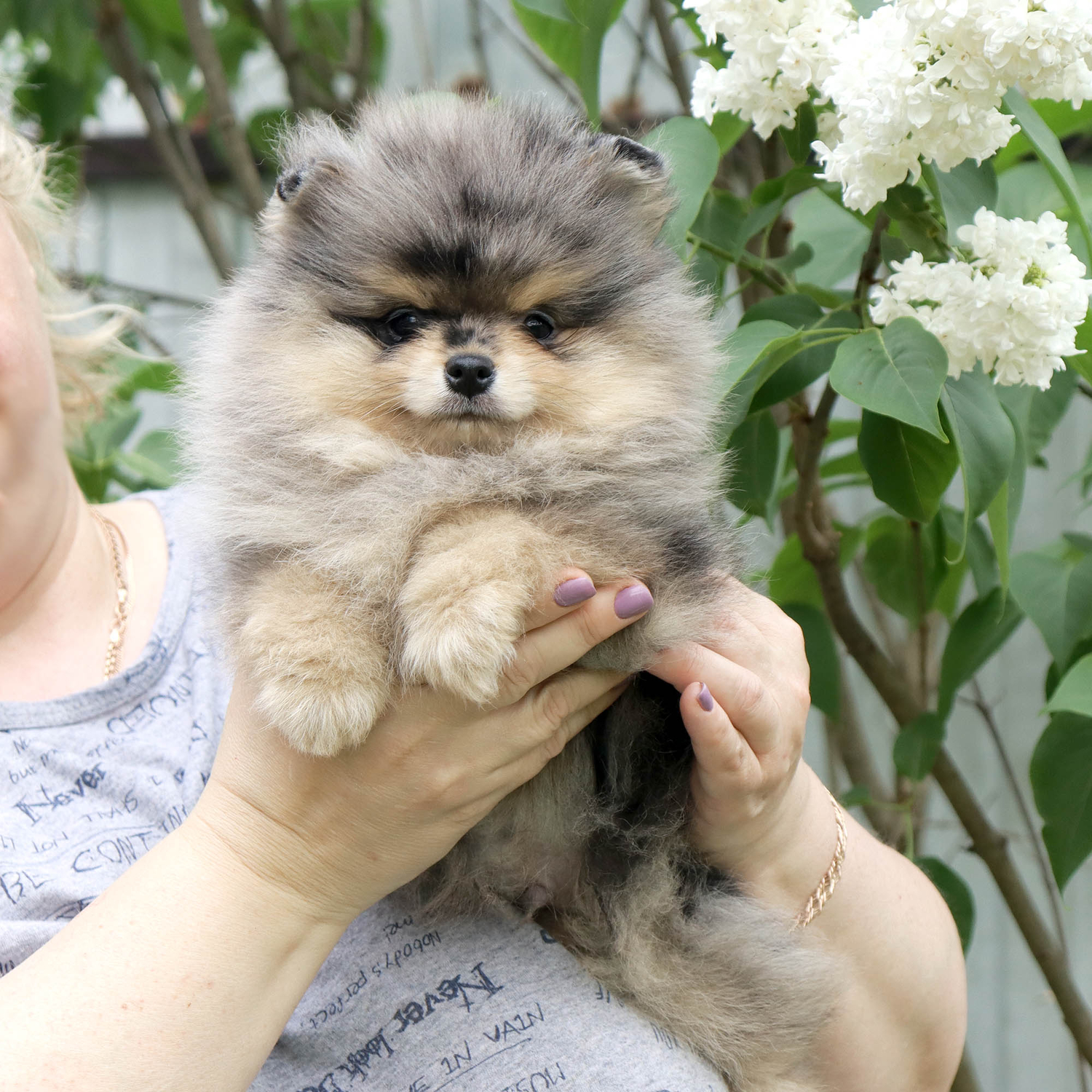 Shpic-i-chihuahua-pitomnik-shhpicev-prodaga-shhenka-3