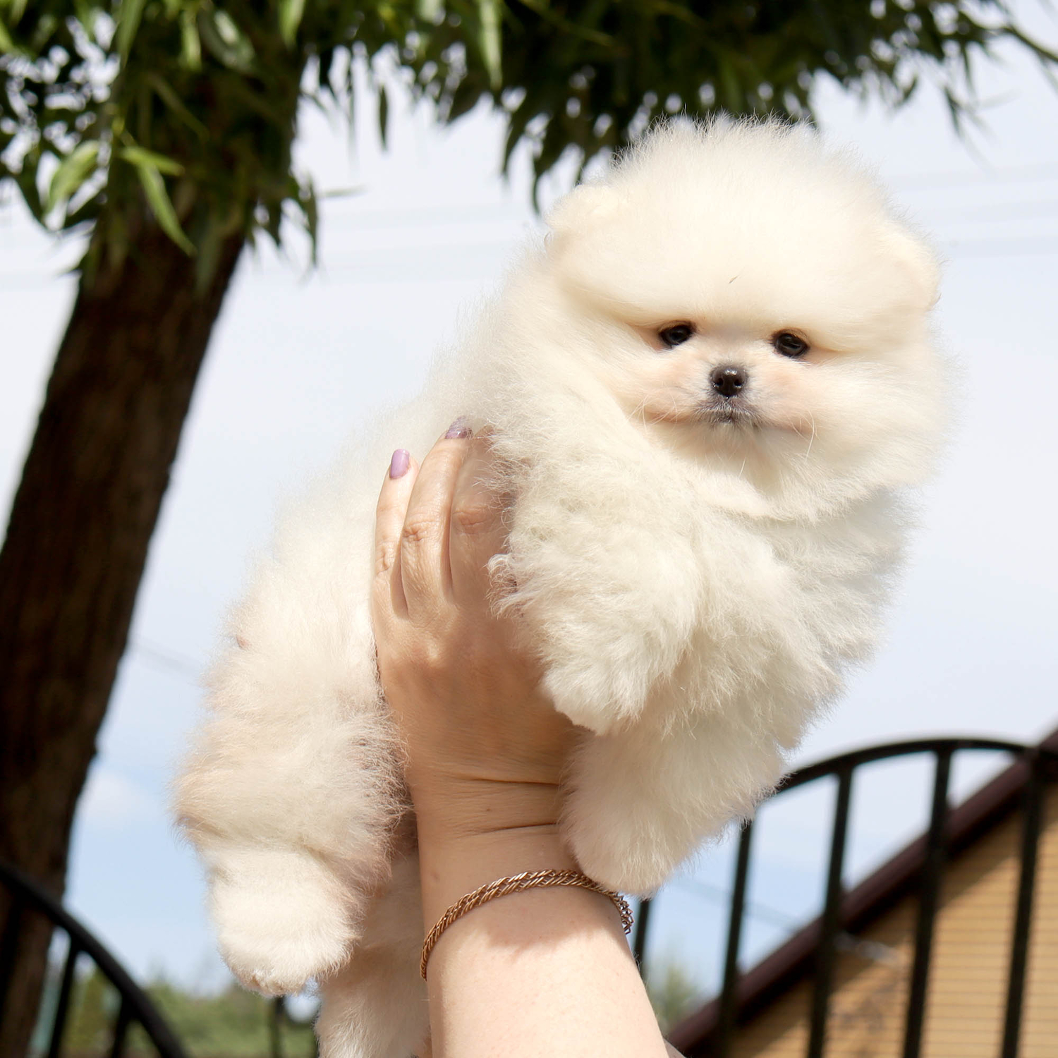 Shpic-i-chihuahua-pitomnik-shhpicev-prodaga-shhenka