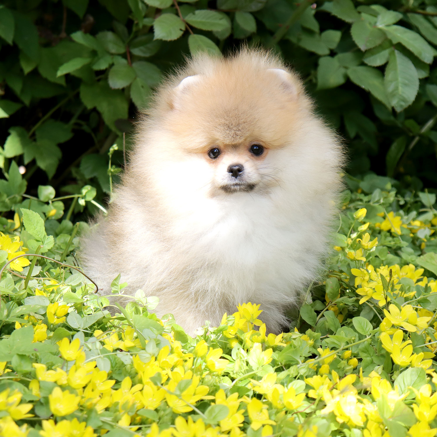 Shpic-i-chihuahua-pitomnik-shhpicev-prodaga-shhenkov-3