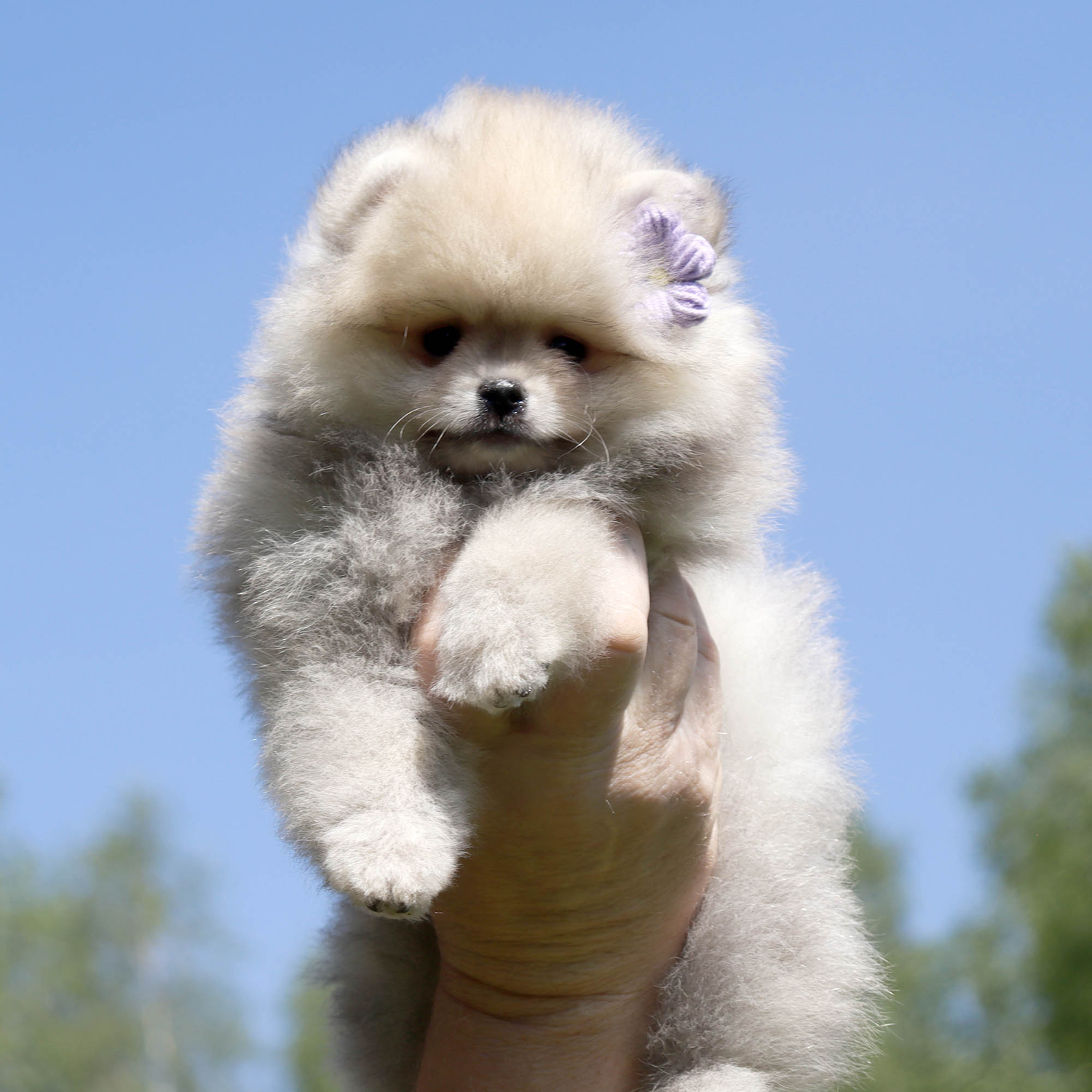 Shpic-i-chihuahua-pitomnik-shhpicev-prodaga-sobak-1