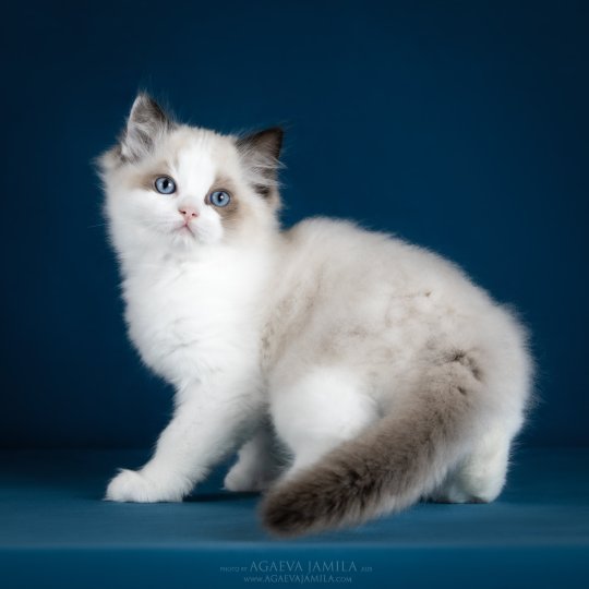 care-for-pets-pitomnik-regdollov-objavlenie-o-prodage-kota