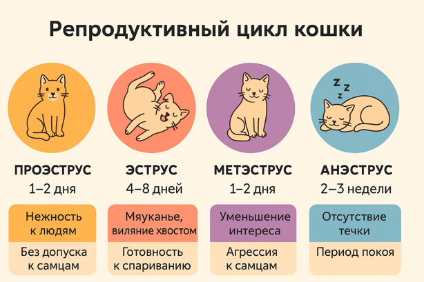 cikl-techki-u-koshek-infografika
