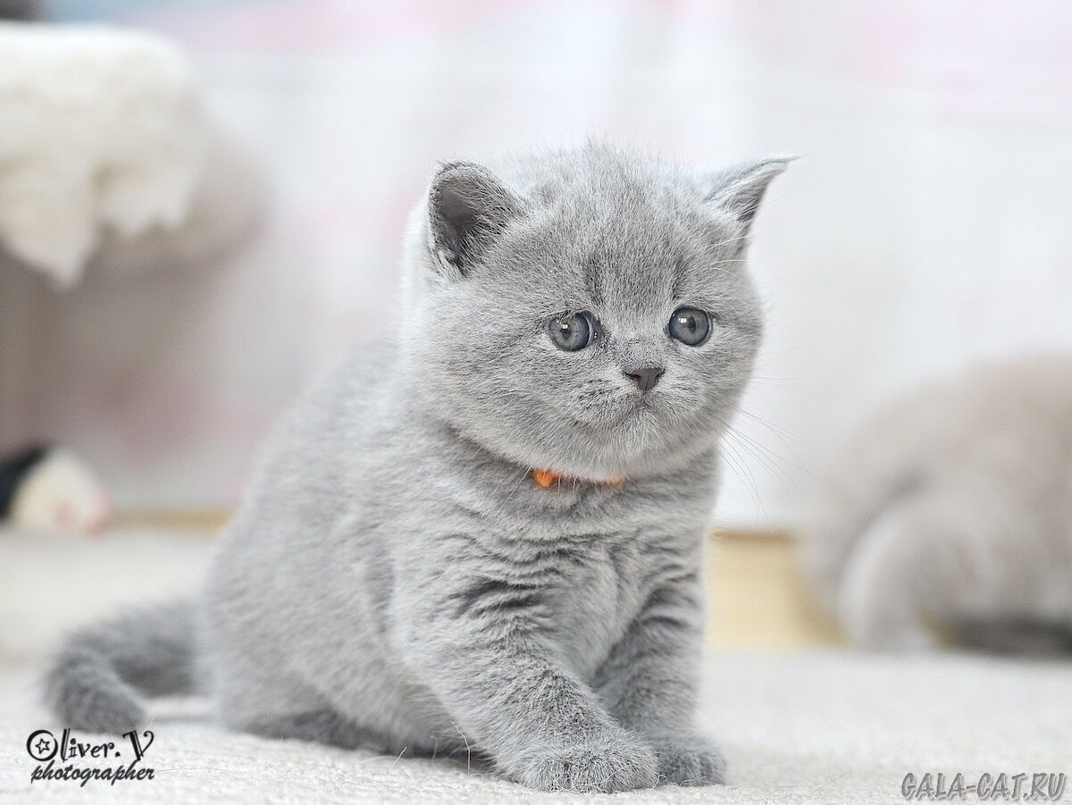 gala-cat-pitomnik-britanskih-koshek-kupit-kotenka