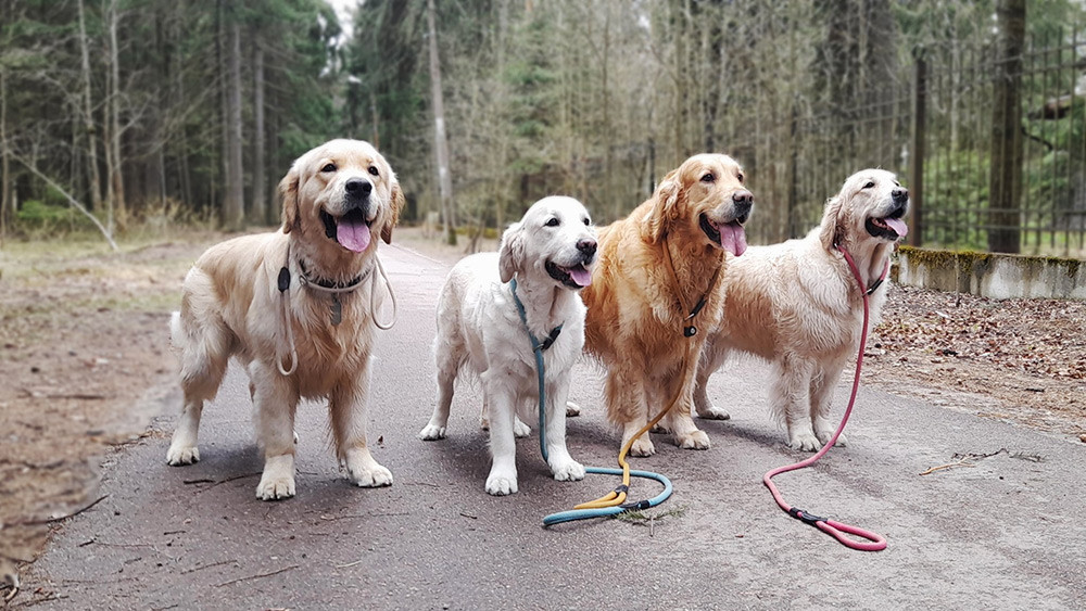 golden-daisy-pitomnik-zolotistih-retriverov-progaga-shhenka-1
