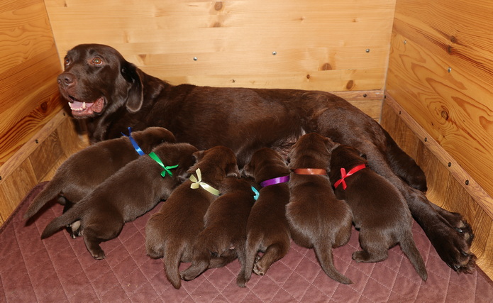 labrador-retriver-kupit-shenka