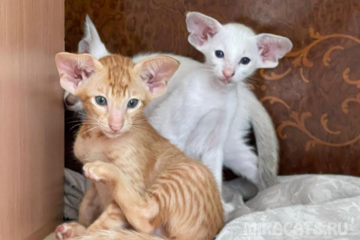 mi-ra-cats-pitomnik-siamskih-koshek-prodaga-koshki-3