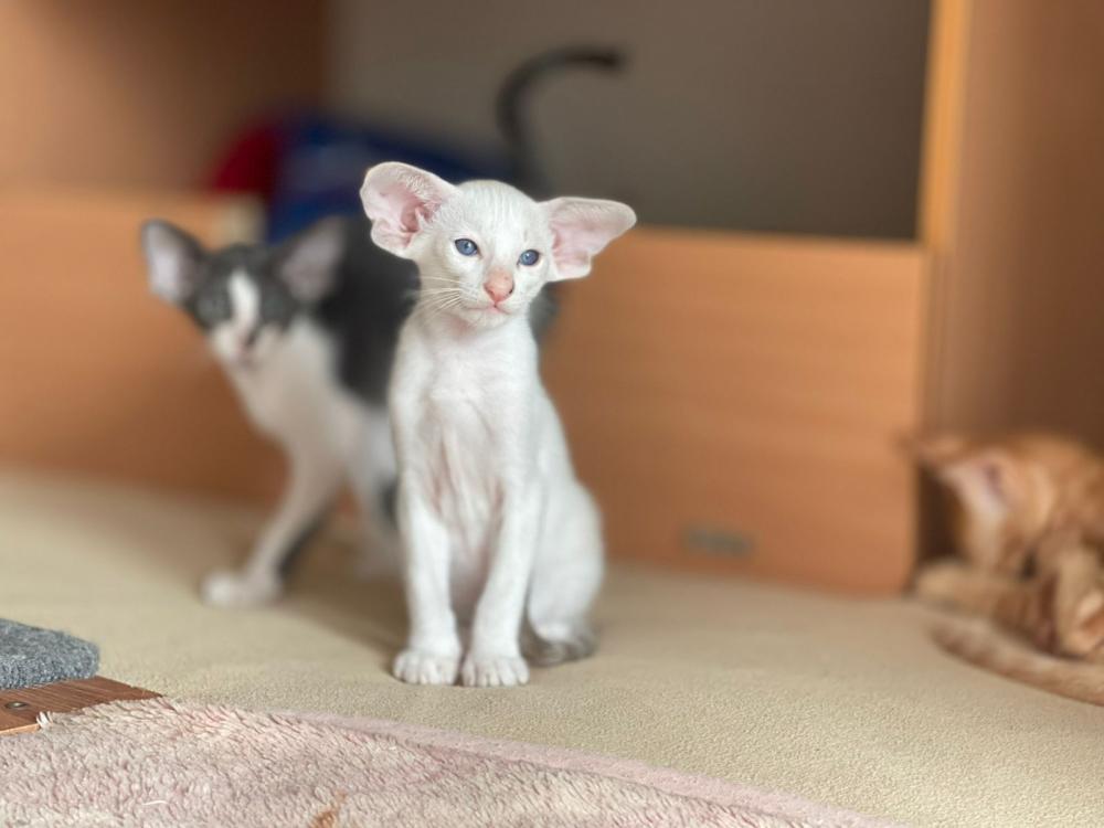 mi-ra-cats-pitomnik-siamskih-koshek-prodaga-koski