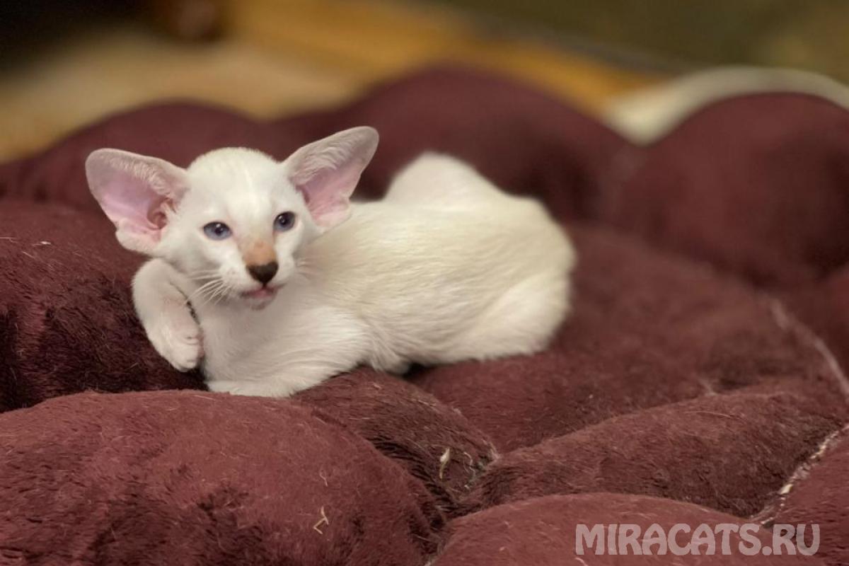 mi-ra-cats-pitomnik-siamskih-koshek-prodaga-kotjenka