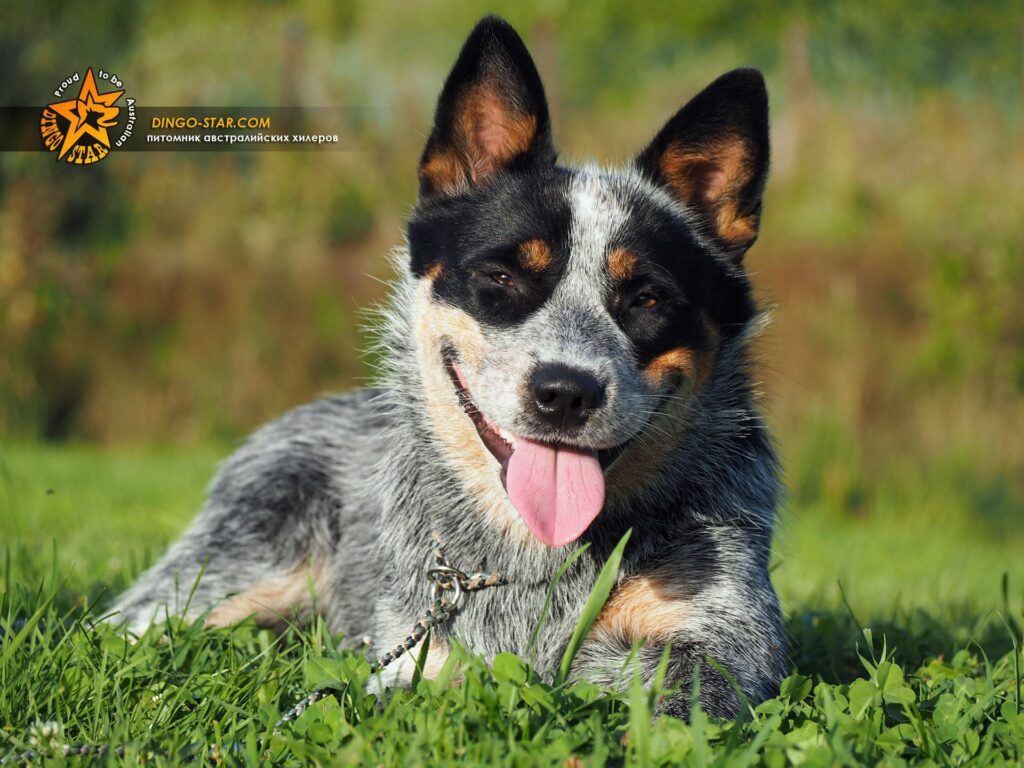 pitomnik-dingo-star-avstralijskaya-pastushya-sobaka-kupit-shenka