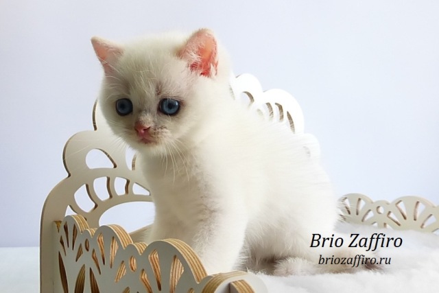 prodazha-britanskaya-shinshilla-kupit