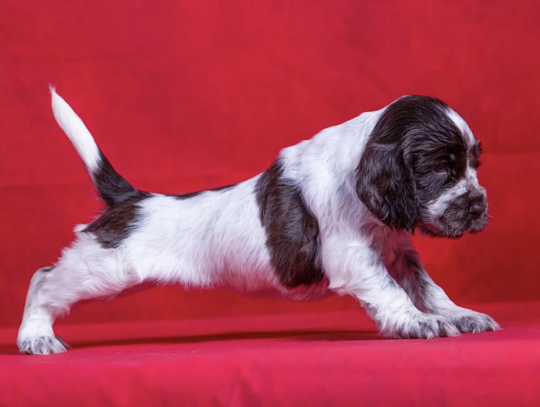 shchenki-angliiskogo-koker-spanielya-prodazha