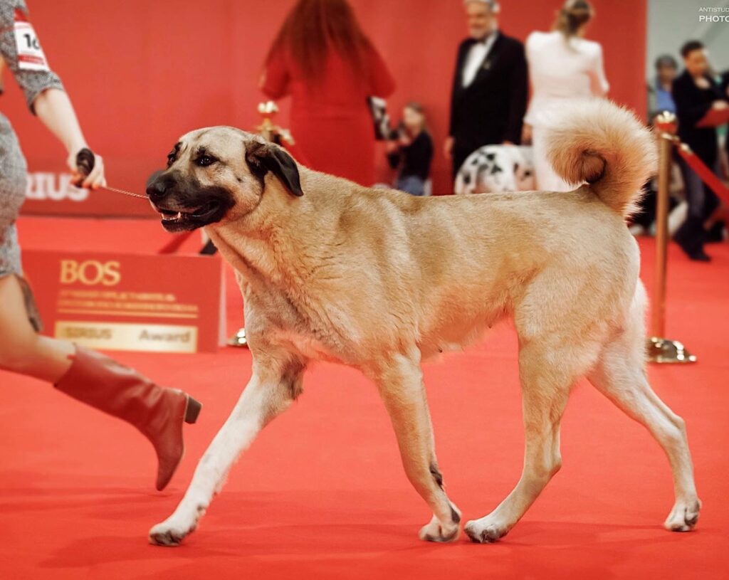 Best-Kangal-Russia-kangalov-kupita-shhenkov