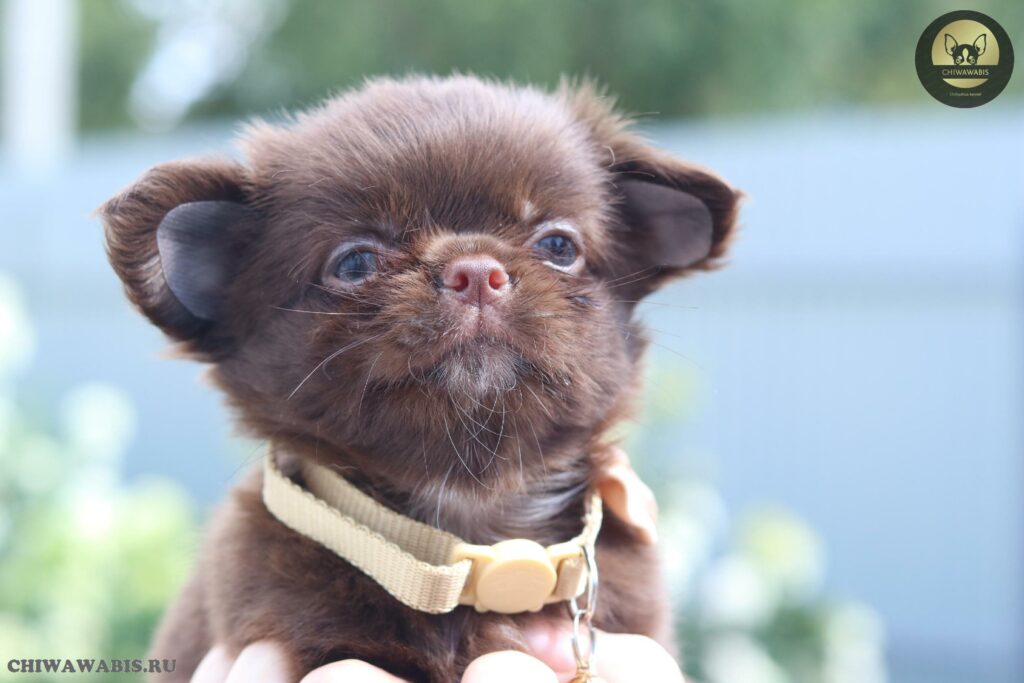 ChiwawaBIS-pitomnik-chihuahua-prodaga-sobak