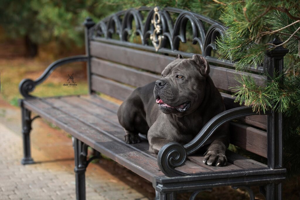 Dei-Elite-Branco-pitomnik-lagotto-kupit-shhenka