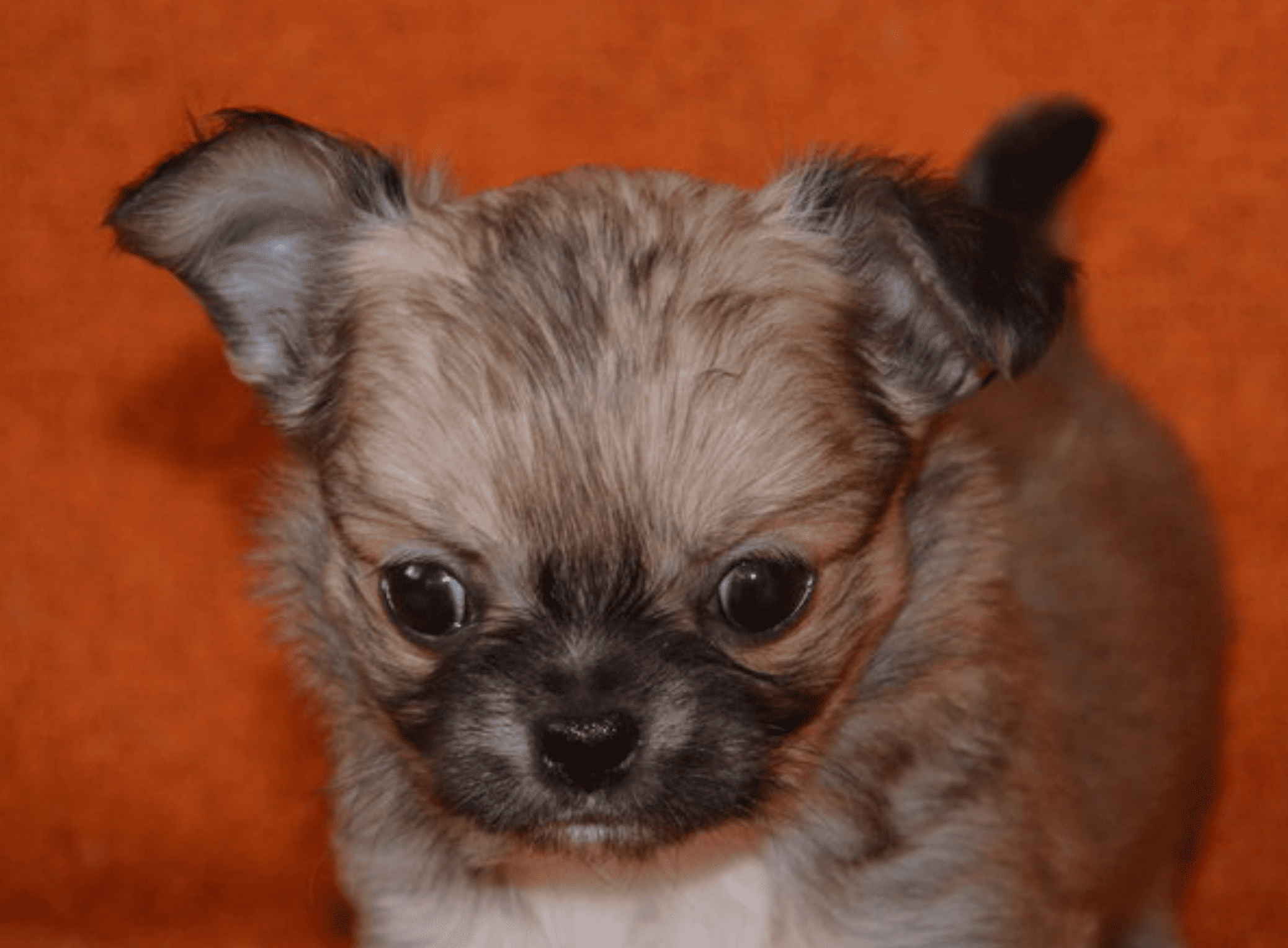 Olery-Umy-pitomnik-chihuahua-kupit-shhenkov