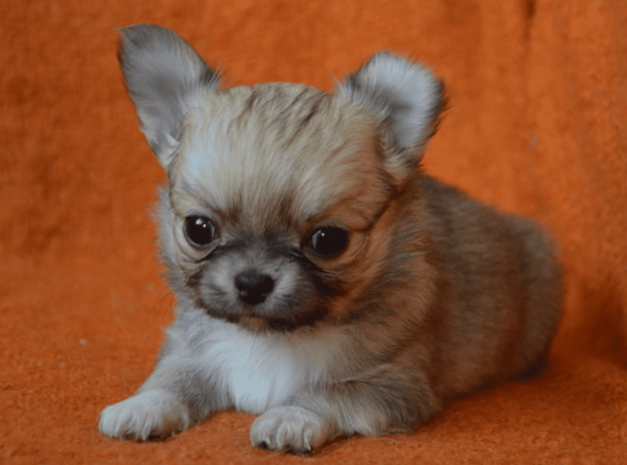 Olery-Umy-pitomnik-chihuahua-kupit-shhenkov-2