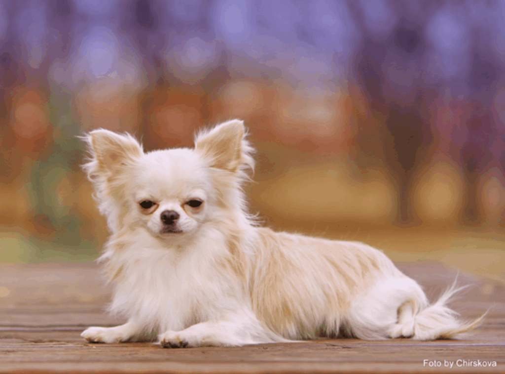 Olery-Umy-pitomnik-chihuahua-prodaga-shhenkov