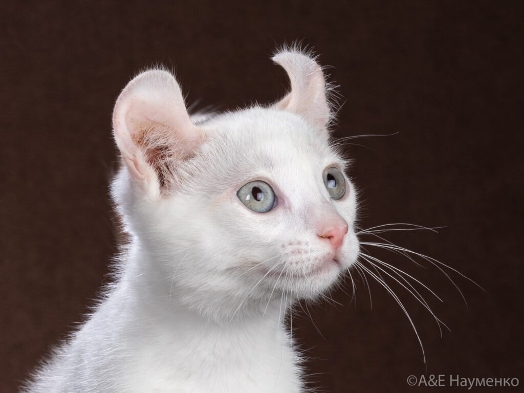 Russicats-Cattery-pitomnik-bengalskih-koshek-prodaga-kotenka
