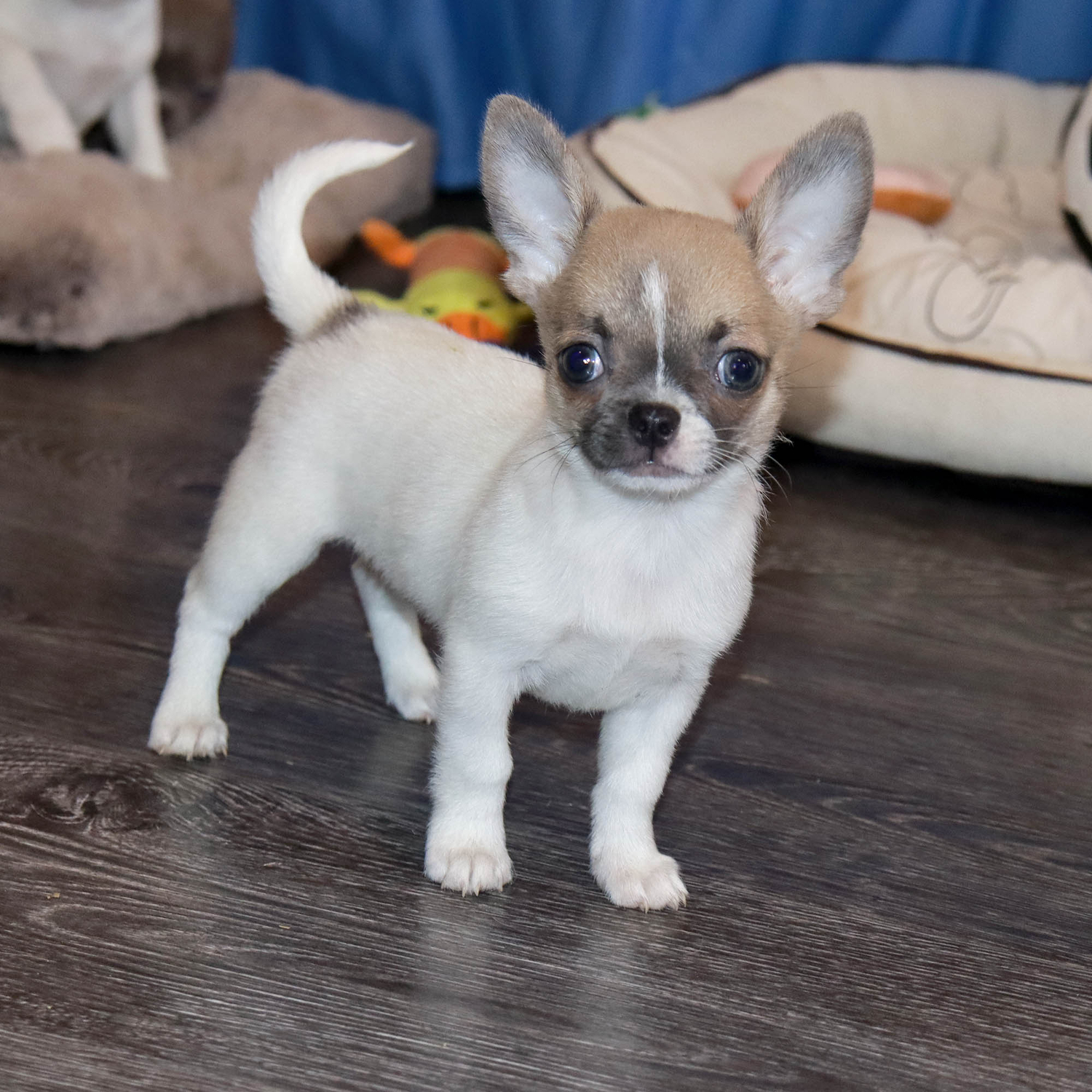 Shpic-i-chihuahua-pitomnik-shhpicev-prodaga-sobak-4