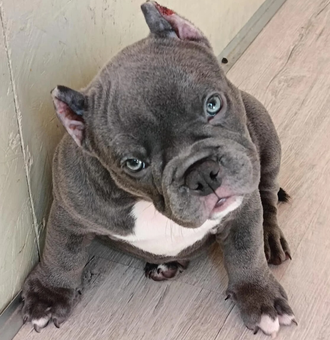 american-bully-gde-kupit-shenka